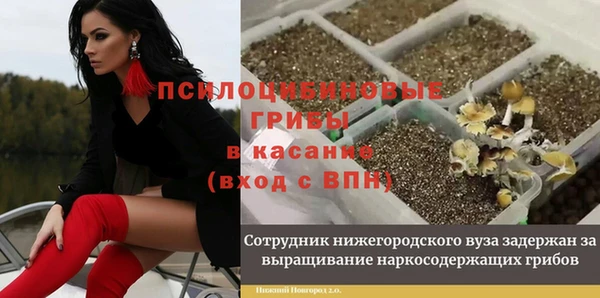 шишки Аркадак